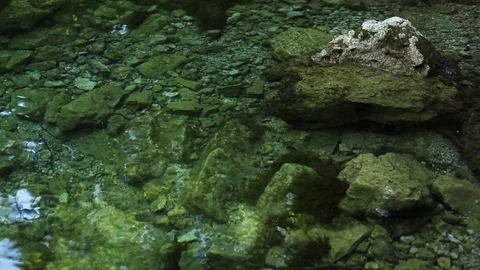Reflection of the forest on the water of a mountain river. Video stock 79263975