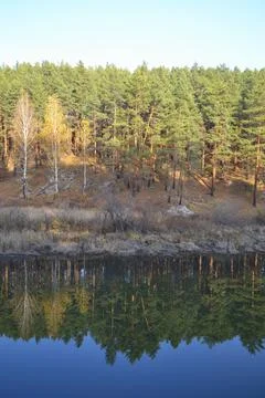 Reflection of the forest in the water Stock Photos