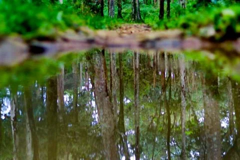 Reflection of Forest in the water pond in the thick forest Stock Photos