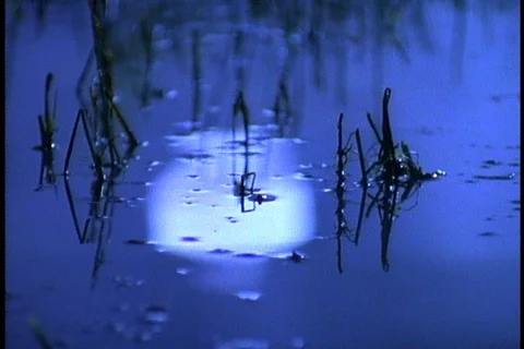 Reflection of the full moon on calm surface of lake at night. Stock Footage 86752299