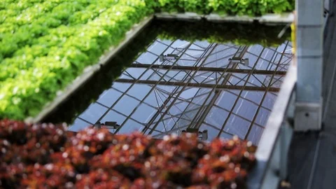 Reflection of the glass ceiling in the source of water surrounded by the organic Stock Footage 99362470