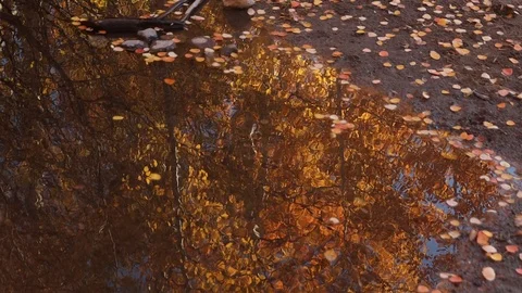 Reflection of golden leaves and stream bank in fall in water slow motion Stock Footage 118741173