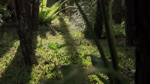 Reflection of golden morning light in the forest bushes Stock Footage 288653243