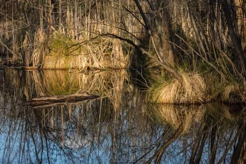 Reflection from gras reed and trees Stock Photos