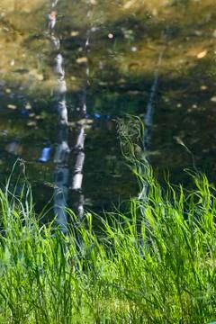 Reflection of grass and trees in the lake Stock Photos