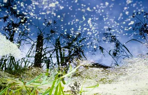 Reflection of grass in black water Stock Photos