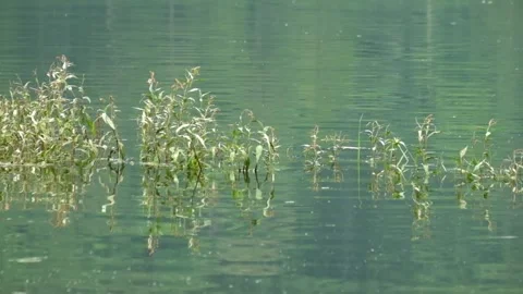 Reflection of grass growing around the lake 1 Video stock 320105269