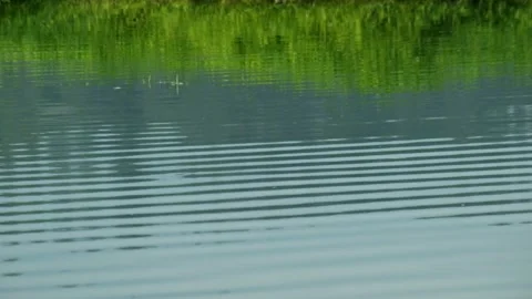 Reflection of grass growing around the lake Stock-Footage 320105449