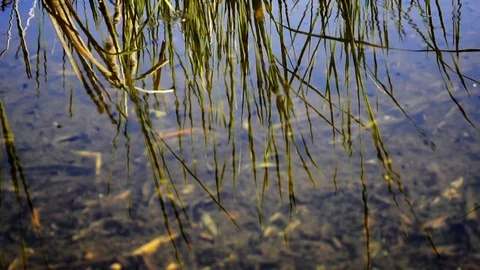 Reflection of grass in lake water Stock Footage 76320541