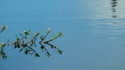 Reflection of grass on the surface of the lake water with calm ripples Stock Footage 320055063