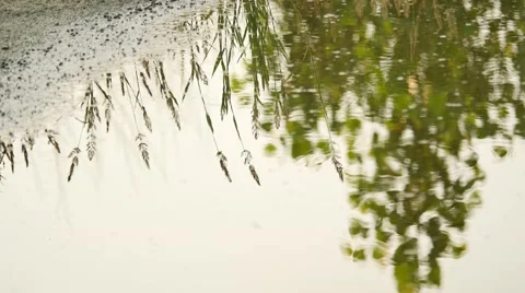 Reflection of the grass in the water Stock Footage 51442679