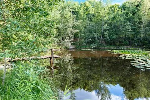 Reflection of green forest and of blue sky in a foresting pond in summer Stock Photos
