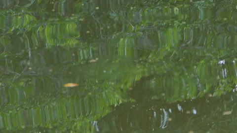 Reflection of green leaf on water. Stock-Footage 119794919