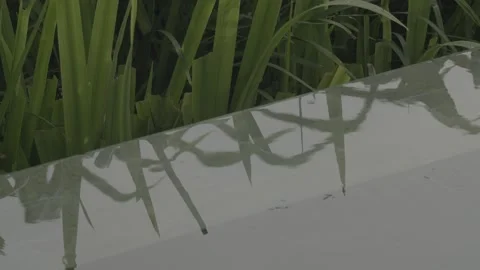 Reflection of Green Plants on Swimming Pool Water, Calm Abstract Outdoor Nature Stock Footage 329008502