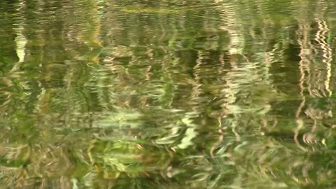 Reflection of green plants in water Stockbeeldmateriaal 85628380