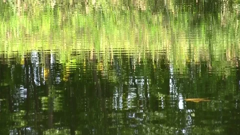 Reflection of green plants in water Video stock 85628414