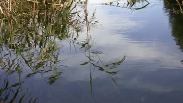 Reflection of green plants in water Video stock 85628782