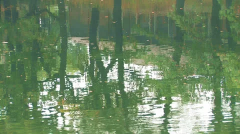 Reflection in a green pond. Stock Footage 27144780