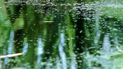 Reflection on a green pond Video stock 79365961