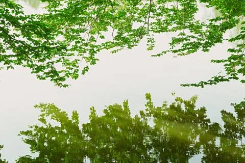Reflection of green tree branch on clear water surface Stock Photos