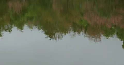Reflection of green tree in ripple surface water Stock Footage 86802242