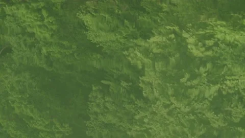 Reflection of green trees in the water of Solina Lake, Poland Stock Footage 237456386