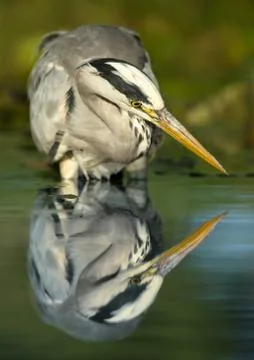 Reflection of a grey heron standing in the pond Stock Photos
