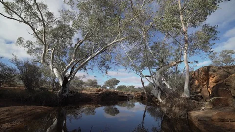 Reflection of gum trees in pond - dolly shot Stock Footage 91699708
