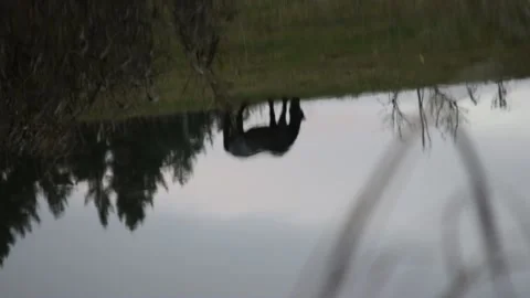 Reflection of horse on the meadow on lake surface Stock Footage 132251505