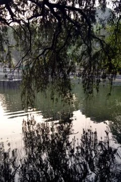 Reflection of a huge tree branch and its leaves in lake water Foto stock