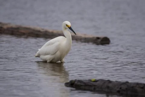 Reflection of a hungry bird in estuary. Stock Photos