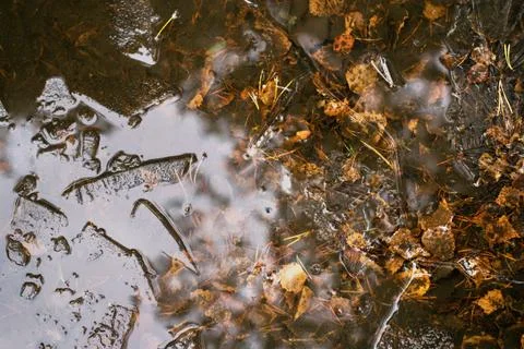 Reflection in an ice-covered puddle in late autumn Stock Photos