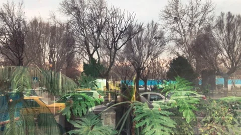 Reflection of indoor plants on a café window overlooking a street in Tehran Stock Footage 336058075