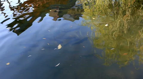 Reflection in a lake Stock Footage 863726