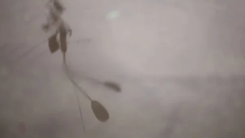 Reflection of a lantern in a puddle Stock Footage 74374733