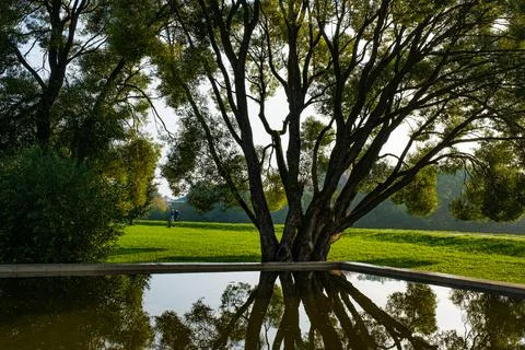 The reflection of a large branching tree in the mirror water of a small pool. Stock Photos