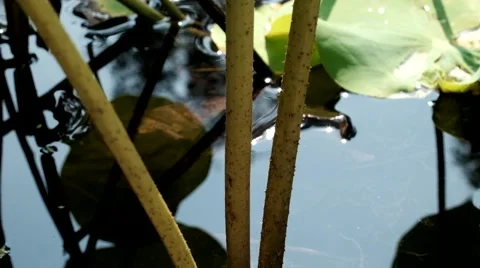 Reflection leaf stalk in water Stock Footage 51560117