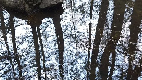 Reflection of a Leafless Tree Stock Footage 258816603