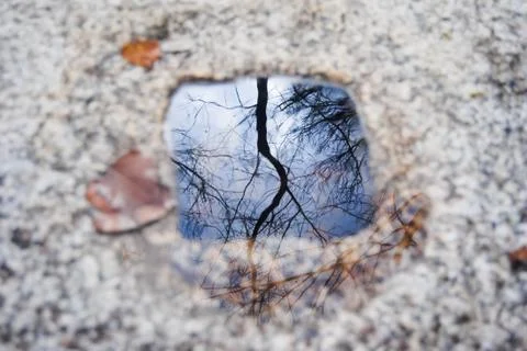 Reflection of a leafless tree in the water Stock Photos