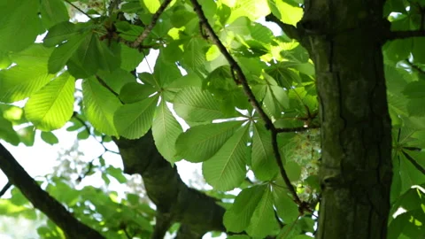Reflection on leaves Stock Footage 91706327