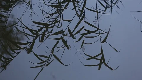 Reflection of leaves in water Stock Footage 72105675