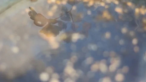 Reflection Of Leaves In Water Stock Footage 127032070