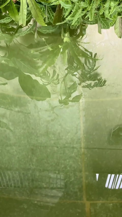 Reflection of leaves on water Vídeo Stock 334727353