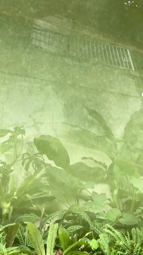 Reflection of leaves on water Video stock 334727360