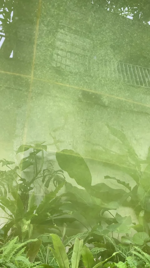 Reflection of leaves on water Video stock 334727387