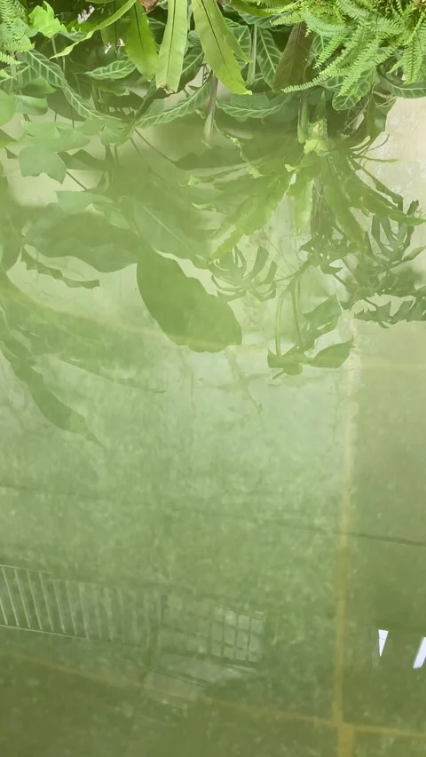 Reflection of leaves on water Video stock 334727390