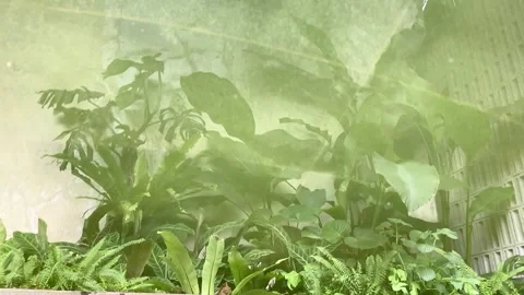 Reflection of leaves on water Video stock 334727403