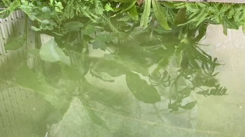 Reflection of leaves on water Stock Footage 334727413