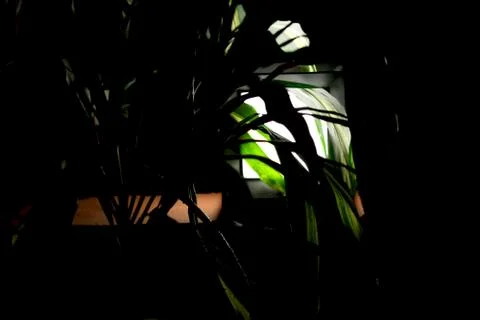 Reflection of light from green leaf's coming out glowing lamp Stock Photos