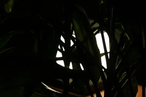 Reflection of light from green leaf's coming out glowing lamp Stock Photos